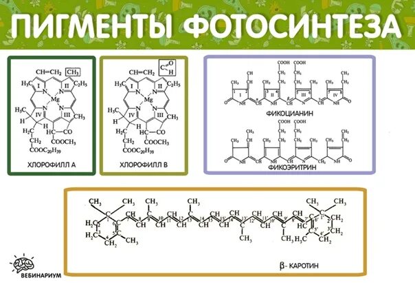 Накопление водорастворимых пигментов антоцианов присоединение молекулы. Пигменты хлорофилл каротиноиды и фикобилины. Строение молекул хлорофилла и каротиноидов. Пигмент хлорофилл фотосинтез. Пигменты хлоофилл каротиноиды фикобилины фотосин.