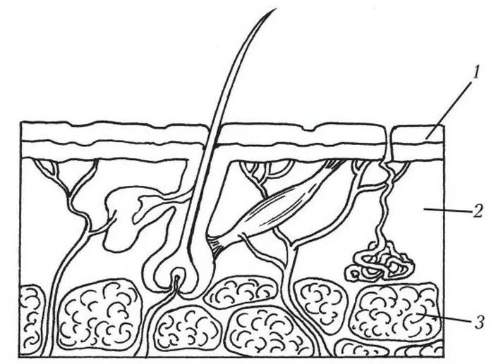 Биология тест строение кожи. 1)  Эпидермис 2)  дерма. Строение кожи человека чб. Зарисовка строения кожи. Рис строение кожи.