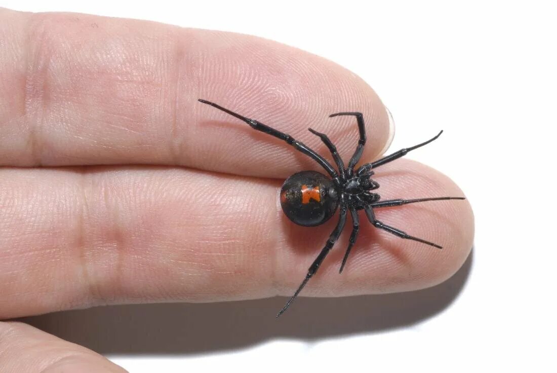 Spider bit