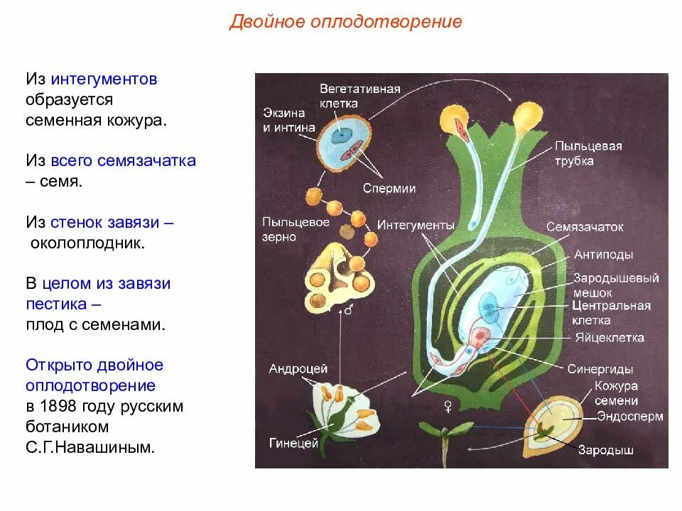 В результате чего образуется. В результате чего образуется