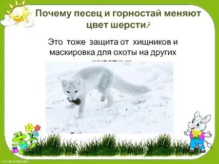 Когда животные меняют окраску