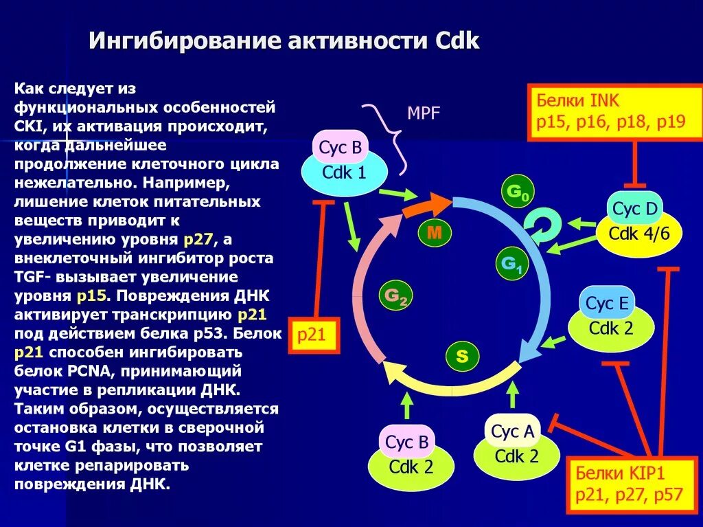 Клеточным циклом называется период от синтеза днк. Клеточным циклом называется период от синтеза днк