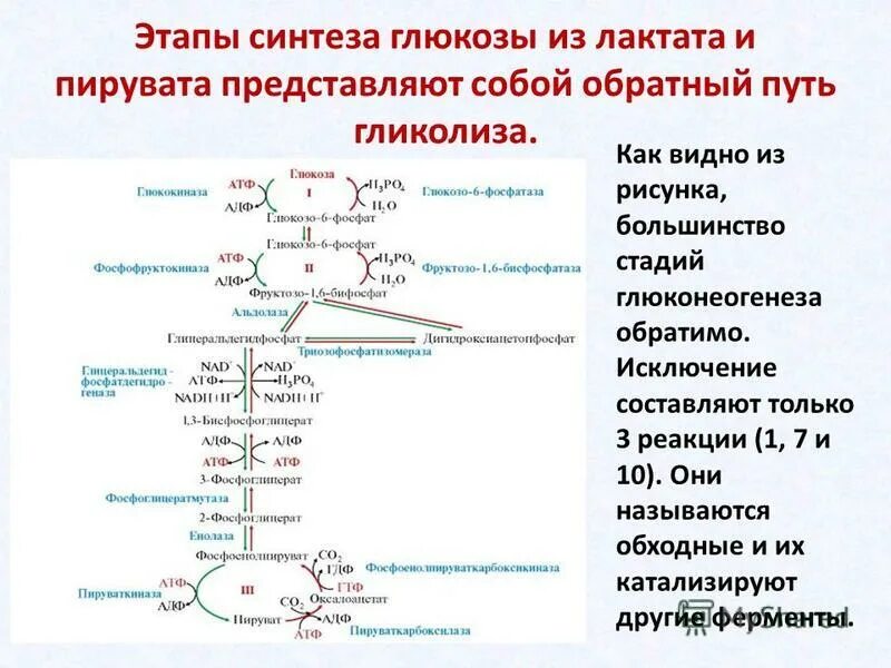 Схема синтеза Глюкозы из пирувата. Ферменты катаболизма Глюкозы биохимия. Гликолиз Синтез гликогена глюконеогенез. Путь глюконеогенеза из лактата.