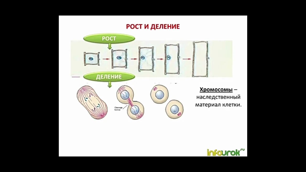 Процессы жизнедеятельности клетки деление клетки. Жизнедеятельность клетки 5 класс биология деление клетки. Процессы жизнедеятельности клетки деление клетки 6 класс биология. Процессы жизнедеятельности клетки 5 класс деление клетки.