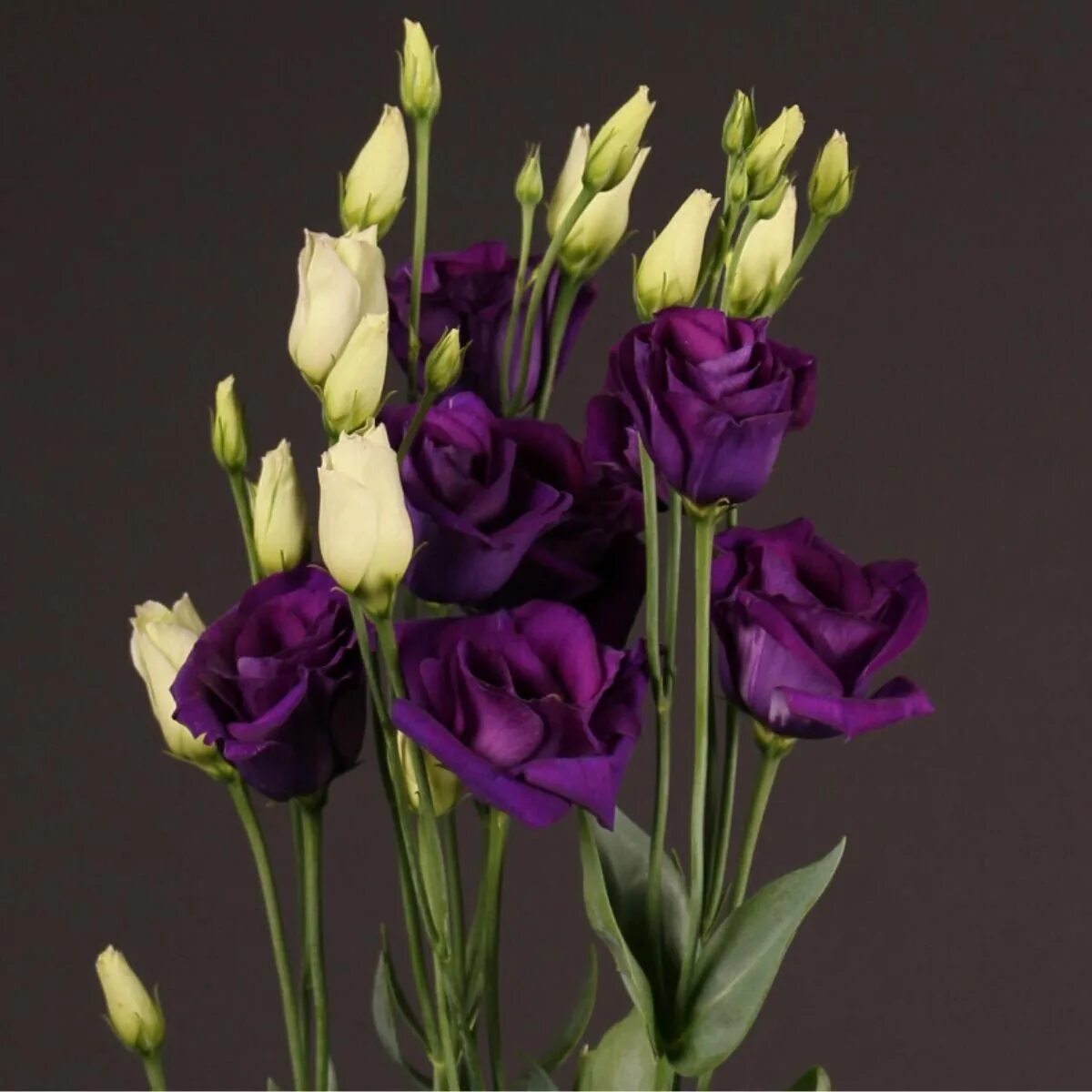 Эустома бутоны. Эустома высокорослая. эустома (lisianthus). эустома розита блю. эустома капри блю пикоти.