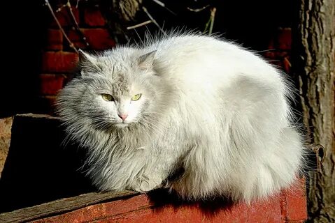 Включи кошки кошары