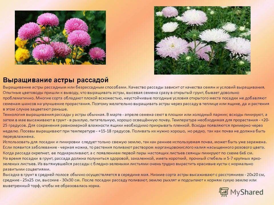 Рассада астры. Посадка астры на рассаду. Посеять астры на рассаду. Посев цветочных растений астры. Высадка астр в грунт