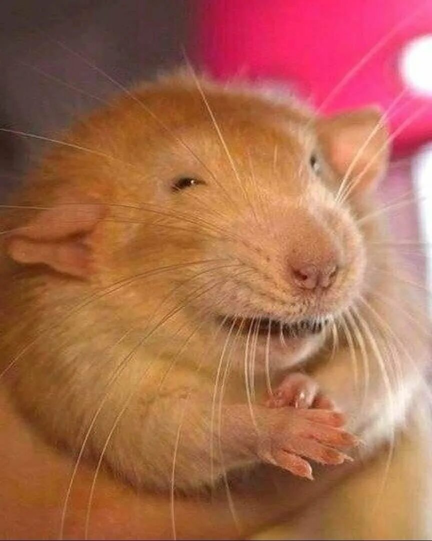 Rat meme