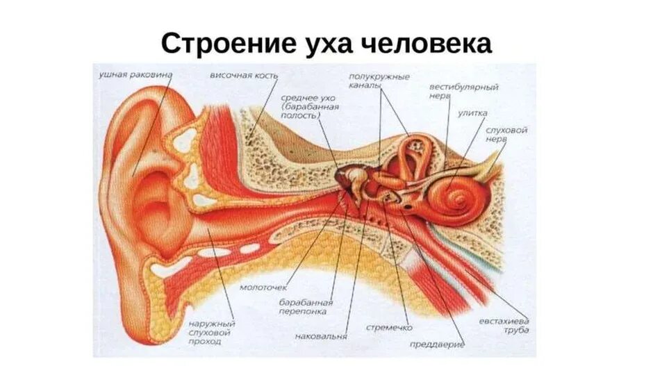 Кости органа слуха
