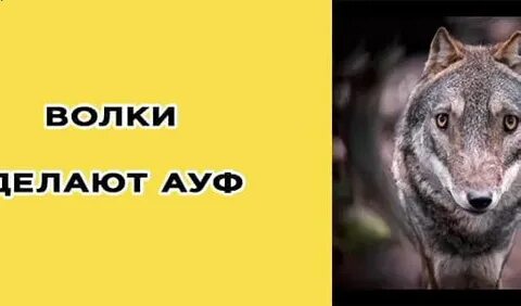 Сделай волк 5