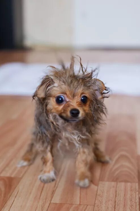 Мокрый шпиц фото Российский Сервис Онлайн-Дневников Funny dogs, Funny dog pictures, Dog pictures