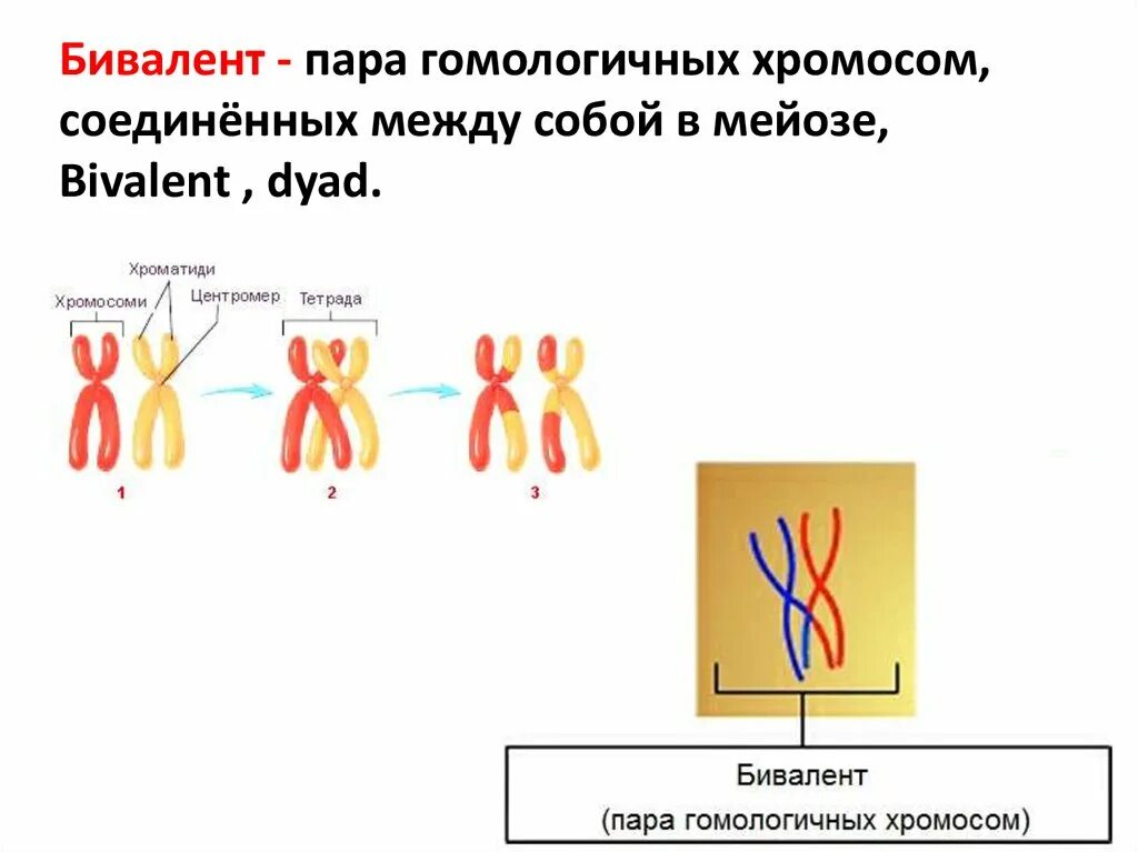 Образование бивалентов мейоз. Биваленты и тетрады. Биваленты хромосом. Биваленты в мейозе это.