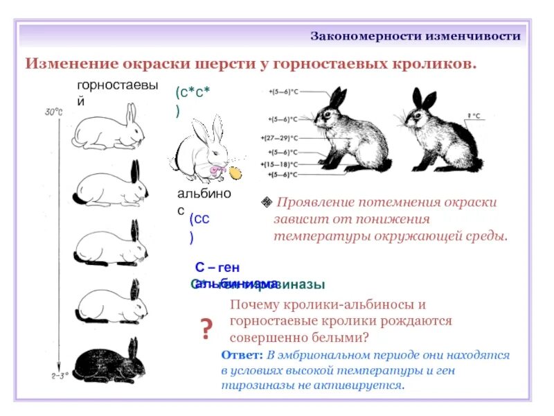 Селекционер скрестил самку чистой линии мыши черного. Модификационная изменчивость кролик. Рецессивный эпистаз кролики. Горностаевый кролик модификационная изменчивость. Фенотипическая изменчивость кролика.