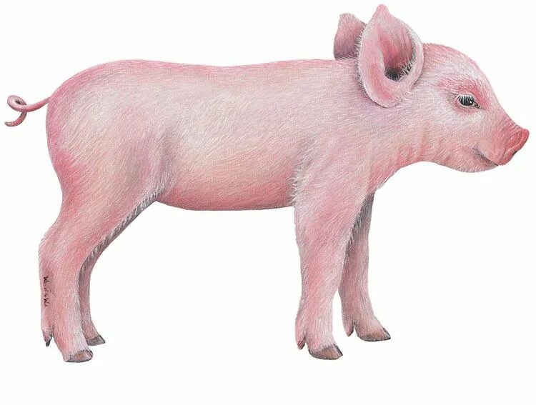 Pig looking