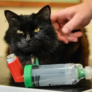Астма у кошек