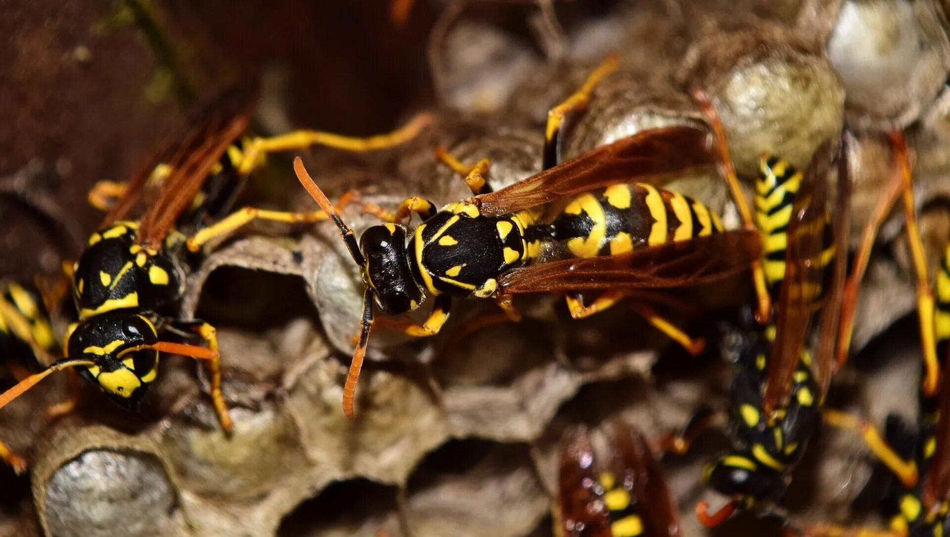 Оса германская vespula germanica. Осиный рой. Жалящие насекомые осы в турции. Сон осы нападают. Земляной шершень.