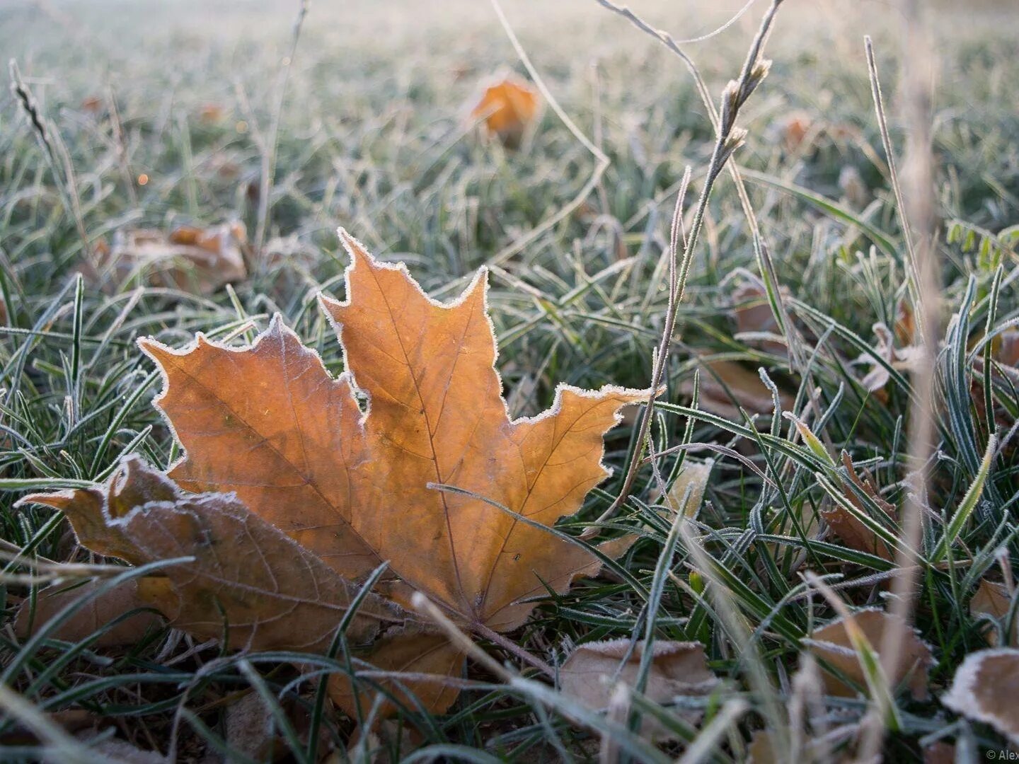 Осенние заморозки. Первые заморозки. Похолодание осень. Ранние осенние заморозки.