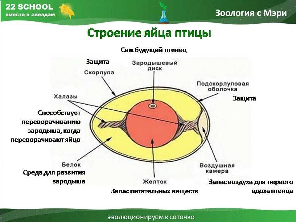 Основная функция яйца