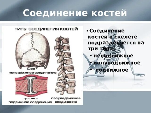 Скелет строение состав и соединение. Типы соединения костей скелета. строение состав и соединение костей. неподвижное соединение костей называется. скелет строение состав и соединение костей 8 класс.