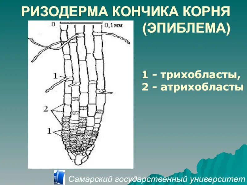 Корневой кончик. ) Ризодерма (покровная ткань корня). Ризодерма (эпиблема). Клетки ризодермы корня. Ризодерма кончика корня.