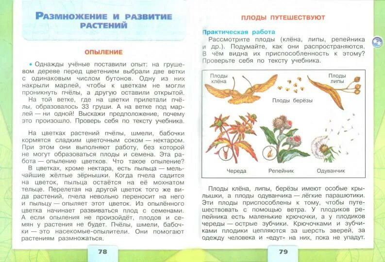 Общий план строения спинного мозга