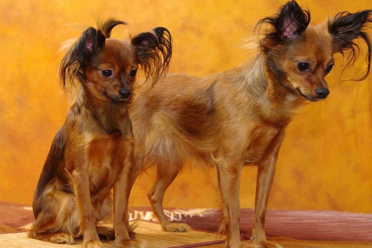 Той терьер длинношерстный. Тойтерьеры описание породы. Рассел торьтерьер. Собака той терьер характеристика породы. Той терьер описание.