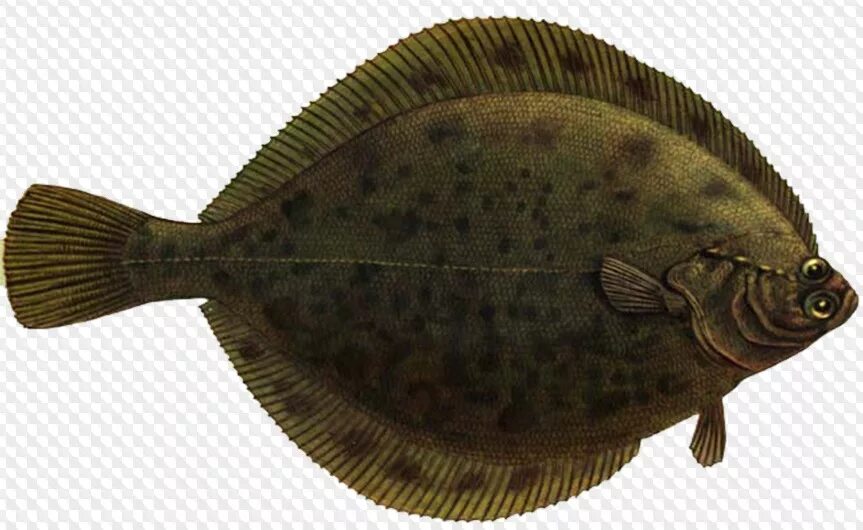 Морская камбала (pleuronectes platessa). Тюрбо рыба. Плоская рыба камбала. Глосик камбала-глосса. Камбала тюрбо.