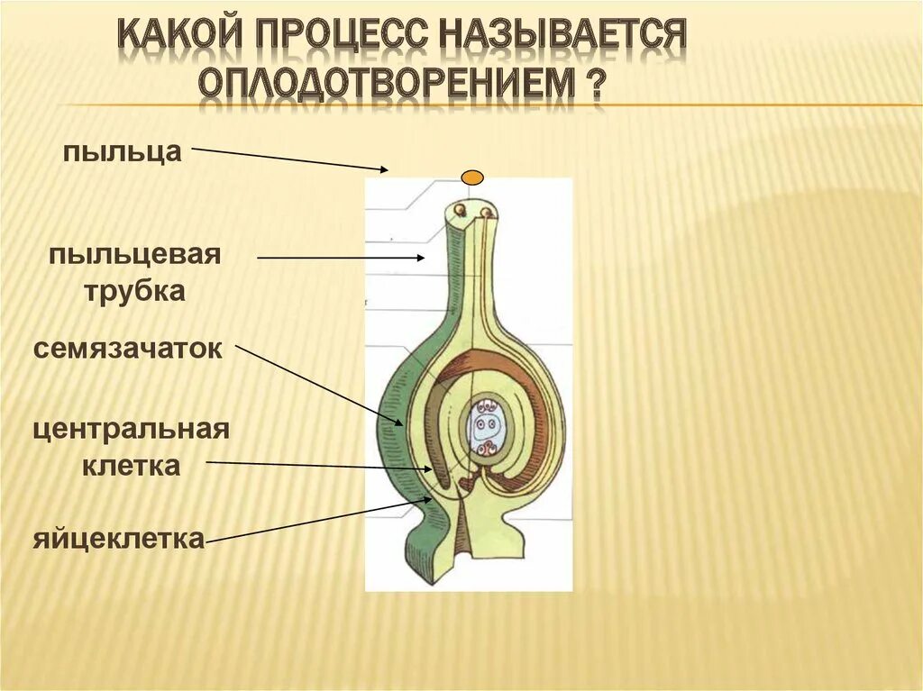 Какой процесс называется оплодотворением. Семязачаток и пыльцевая трубка. какой процесс называют оплодотворением. какой процесс называется аплодотворённым. пыльцевая трубка.