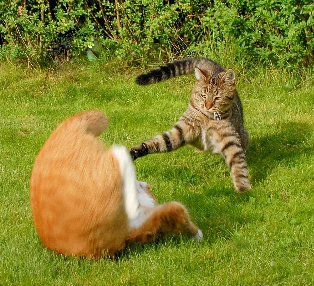 Котята дерутся. Котята дерутся. Два котенка дерутся. Драка котов. Котята дерутся.