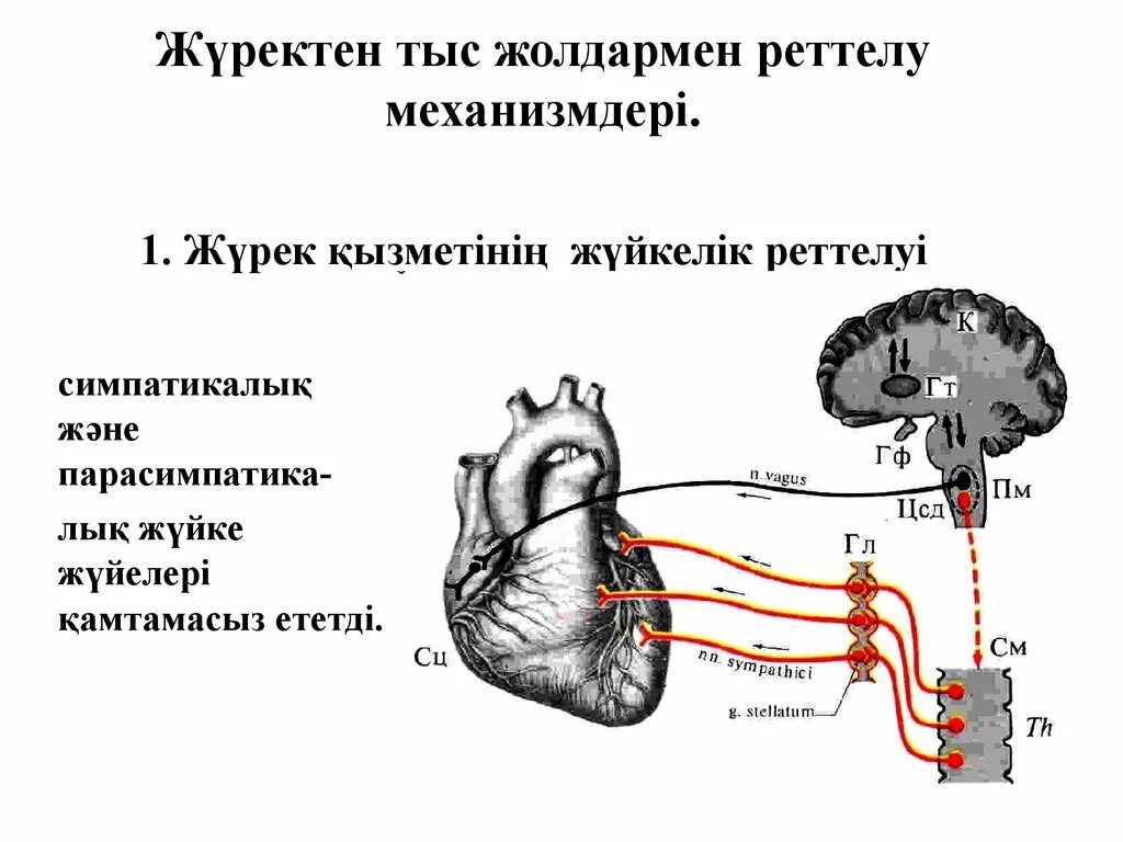 Жүрек қызметі презентация. Жүйкелік реттелу. Нейрогуморальды реттелуі. Жүйкелік реттелу дегеніміз не.