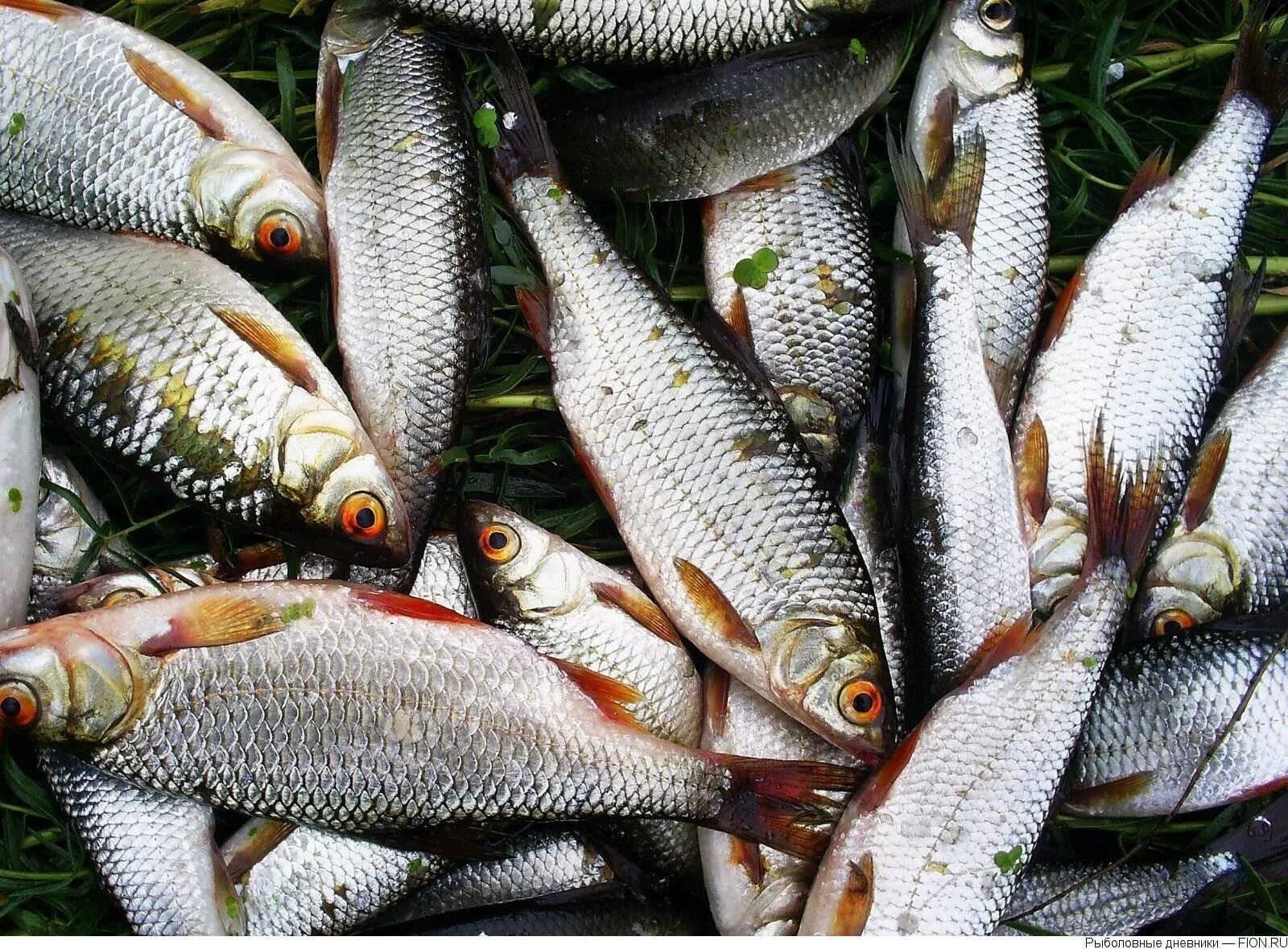 Хариус полярный урал. Рыбы уральских рек. Рыбы свердловской области. Елец сибирский рыба. Кожим хариус.