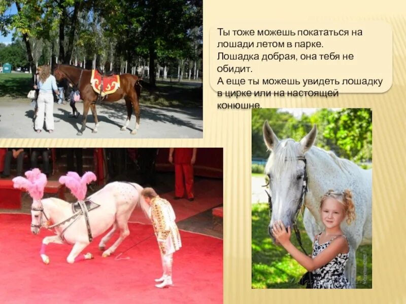 Очень давно человек сделал лошадь домашним животным. Добрая лошадь. покатаешь меня на лощаде. что умеет делать лошадь. что умеет делать лошадь в цирке.