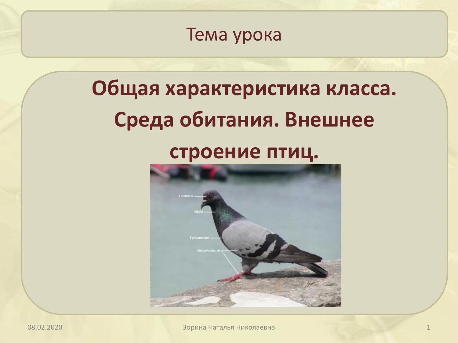 Перечислите особенности птиц. Общая характеристика птиц 7 класс биология. Характеристика класса птицы. Особенности класса птиц. Строение птицы.