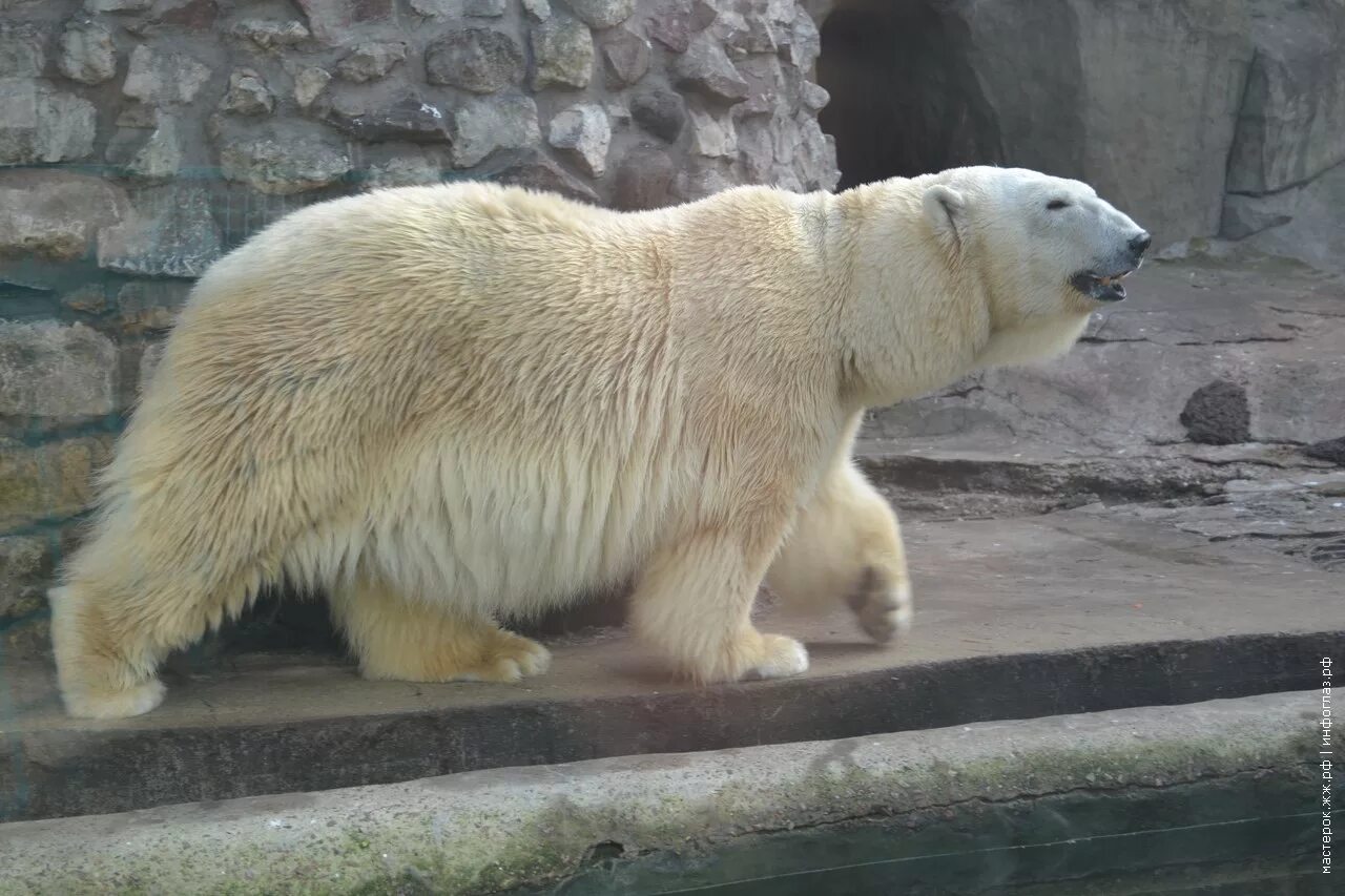 московский зоопарк животные. московский зоопарк архитектура. зоопарк москва звери. московский зоопарк зоопарки. московский зоопарк тигр.