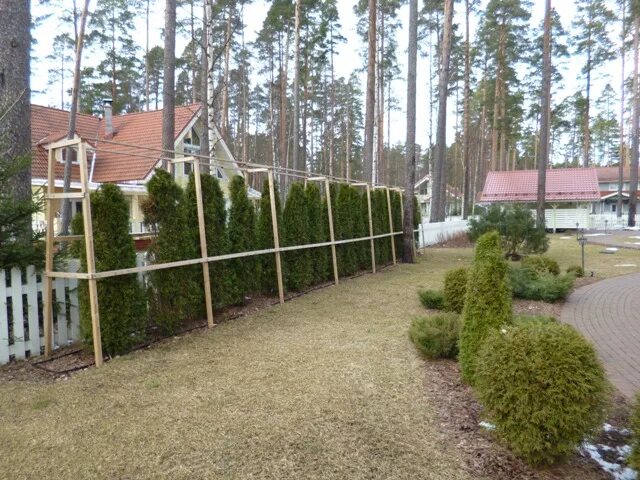 Сетки хвойные. Укрытие живой изгороди из туи. Сетка для укрытия туи. Каркас для туй. Каркас укрытия для туй.