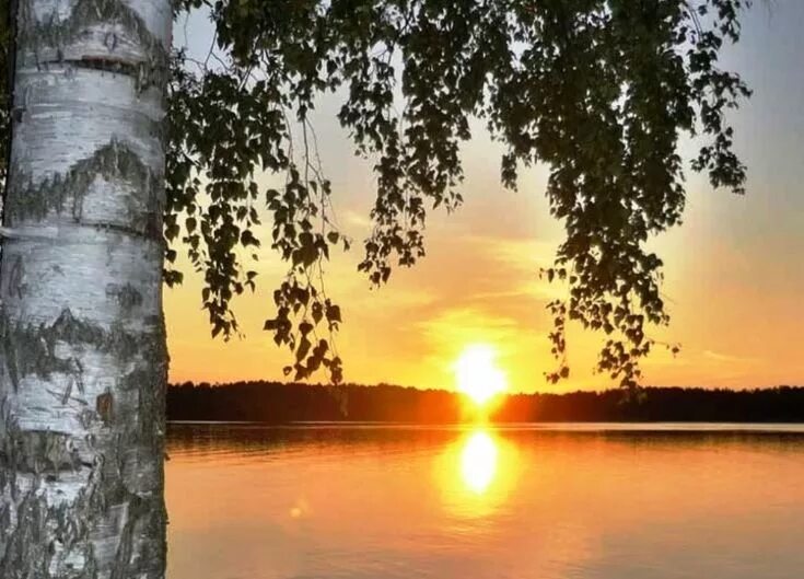 Берёзовая роща на закате. Природа березы. Утренняя заря. Березы на закате. Солнце берег реки.