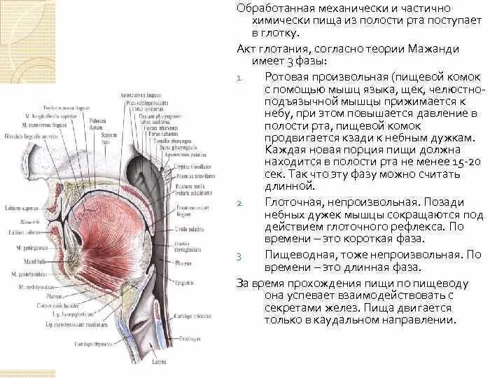 Последовательность поступления пищи в пищевод