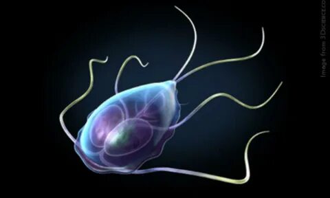 Giardia лямблия
