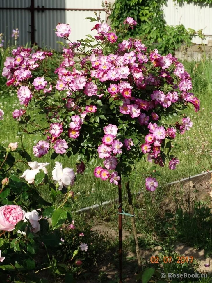 роза почвопокровная лавандер. лавандер дрим роза энциклопедия. роза лавендер дрим. лавендер дрим. лавендер дрим.