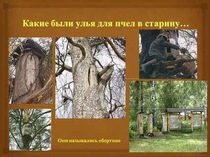 Бортничество славян