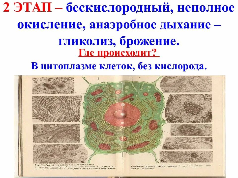 Первая стадия процесса происходит в цитоплазме. Бескислородный этап происходит в цитоплазме. гликолиз в цитоплазме. гликолиз протекает в цитоплазме. гликолиз в цитоплазме клетки.
