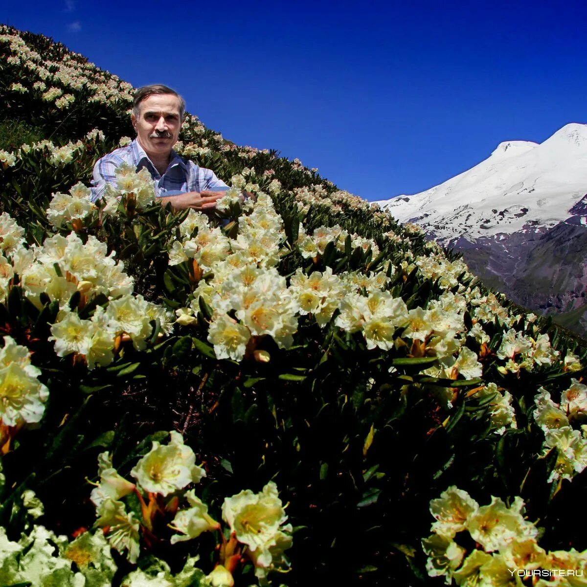 Эльбрус 1942. Эдельвейс эльбрус. Немцы на эльбрусе 1942. Национальный парк приэльбрусье кабардино-балкария. Егеря сс эдельвейс.