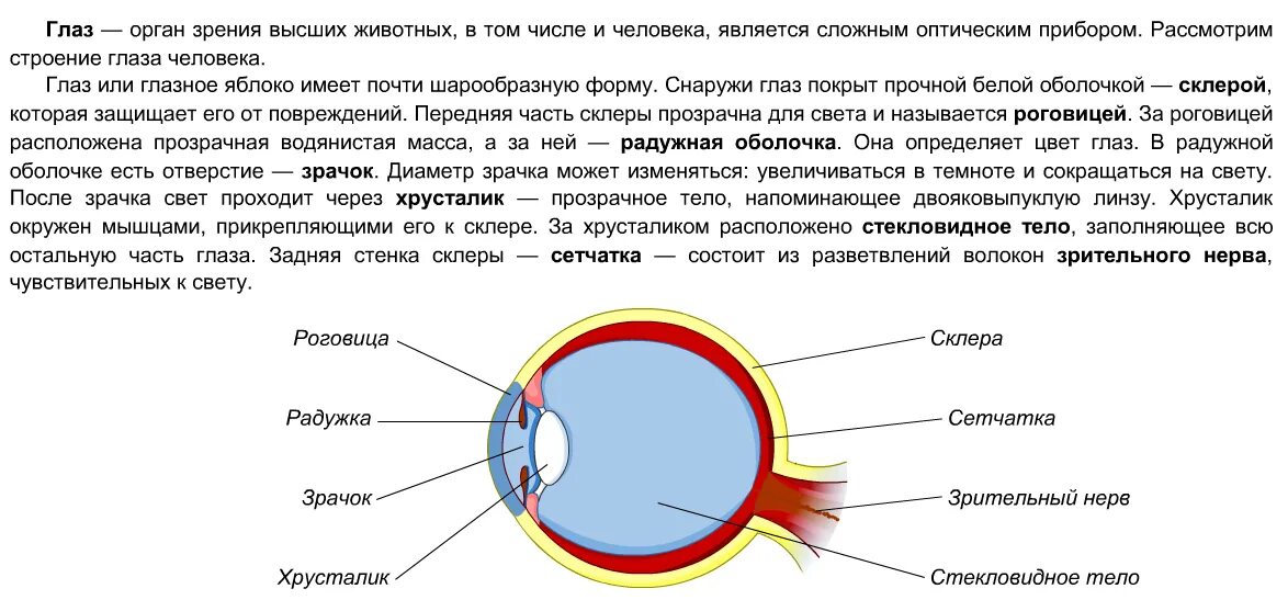 Строение глазного яблока человека. Строение глаза. Орган зрения строение глаза. Строение глаза таблица.