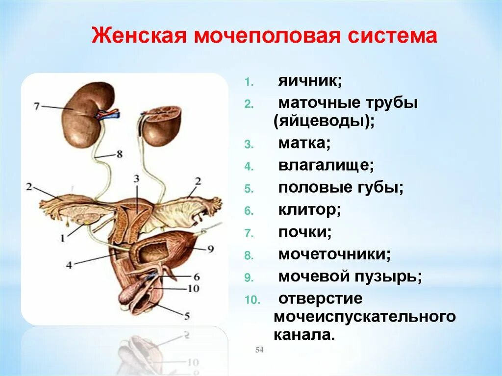 Мочевые органы мужчины. Строение мочеполовой системы. Строение мужской мочеполовой системы. Схема мочеполовой системы у мужчин. Строение мочеполовой системы у женщин.