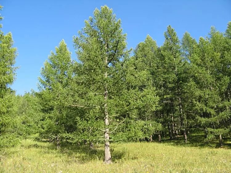 Клен американский ясенелистный отзывы