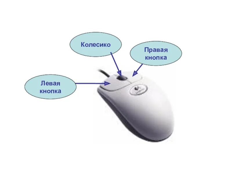 Внешнее устройство мышь. Основные части мыши компьютерной. мышь компьютерная с подписями. строение компьютерной мыши. схема мышки компьютерной.