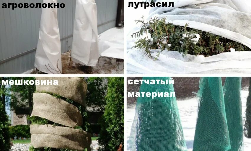 Как утеплить тую
