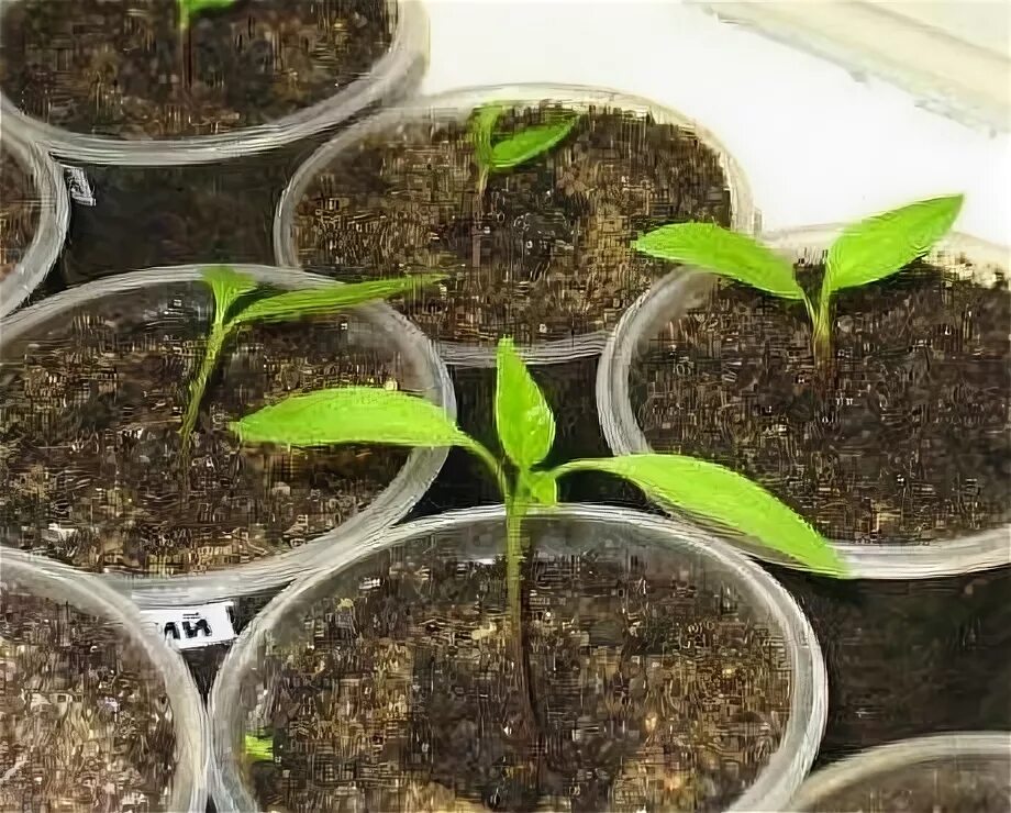 Посадка перца в алоэ. Посадка перца на рассаду в 2024 году. Как сажать перец на рассаду в домашних условиях из семян. Как посадить перец из семян на рассаду в туалетную бумагу.