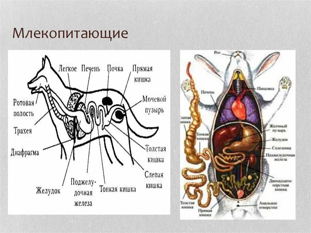 Последовательность процессов пищеварения у млекопитающих. Пищеварительная система млекопитающих. Пищеварительная система млекопитающих 7 класс. Эволюция пищеварительной системы млекопитающих. Пищеварительная система млекопитающих схема.