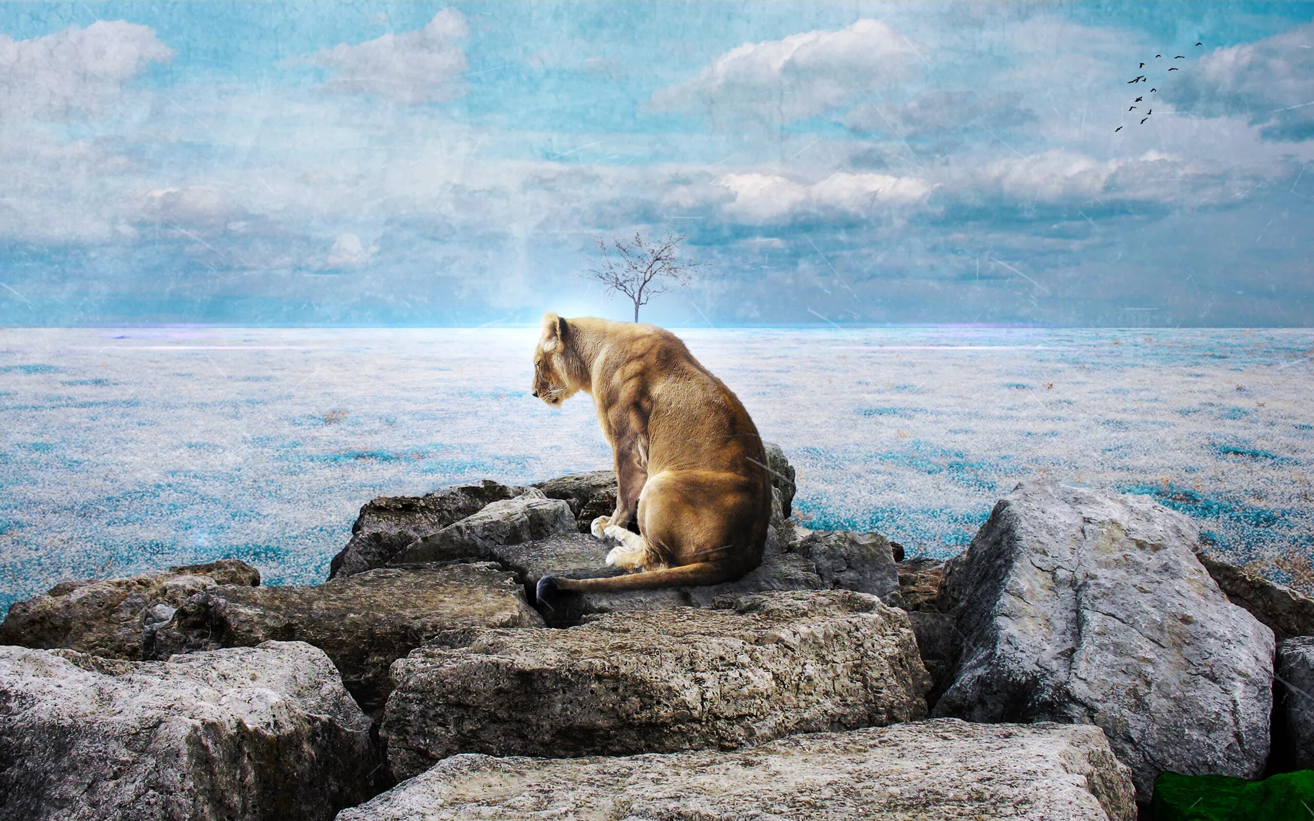 Леопард на закате. Лев на рассвете. Сивучи камчатка. Пейзажи. Львы на побережье.
